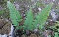 Notholaena marantae #118.jpg