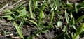 Ophioglossum lusitanicum #174.jpg