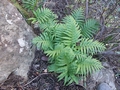 Polypodium macaronesicum #066.jpg