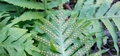 Polypodium macaronesicum #067.jpg