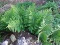 Polypodium macaronesicum #117.jpg