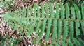 Polystichum-setiferum-04.jpg