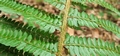 Polystichum setiferum #193.jpg