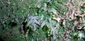 Trichomanes speciosum #156.jpg