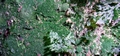 Trichomanes speciosum #158.jpg
