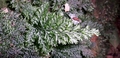 Trichomanes speciosum #160.jpg