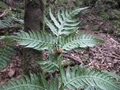 Woodwardia-radicans-02.jpg