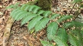 Woodwardia-radicans-05.jpg