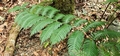 Woodwardia radicans #189.jpg