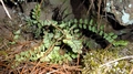Asplenium trichomanes #01.jpg