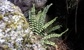 Asplenium trichomanes #03.jpg