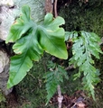 Asplenium x tagananaense #01.jpg