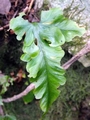 Asplenium x tagananaense #02.jpg