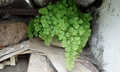 Adiantum capillus-veneris T23 #01.jpg