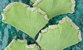 Adiantum capillus-veneris T23 #02.jpg