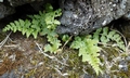 Asplenium adiantum-nigrum T22 #01.jpg