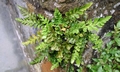 Asplenium marinum T23 #02.jpg