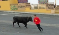 Bull frighting T20 #08.jpg