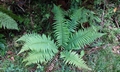 Dryopteris affinis T21 #01.jpg