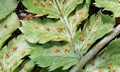 Dryopteris azorica T21 #02.jpg