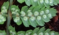 Dryopteris azorica T21 #03.jpg