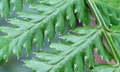 Dryopteris azorica T21 #10.jpg