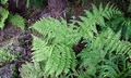 Dryopteris crispifolia  T22 #01.jpg