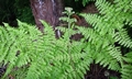 Dryopteris crispifolia  T22 #03.jpg