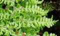 Dryopteris crispifolia  T25 #03.jpg
