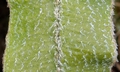 Elaphoglossum semicylindricum T25 #02.jpg