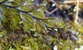 Hymenophyllum wilsonii T24 #01.jpg