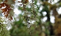 Hymenophyllum wilsonii T24 #03.jpg