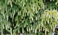 Lycopodiella cernua T21 #02.jpg