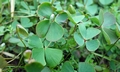 Marsilea hirsuta T22 #01.jpg