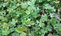 Marsilea hirsuta T22 #02.jpg