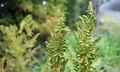 Osmunda regalis T22 #02.jpg