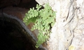 Adiantum capillus-veneris #A01.jpg