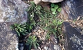 Asplenium ceterach #C02.jpg