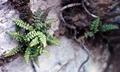 Asplenium fontanum #A04.jpg