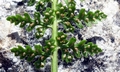 Asplenium fontanum #B01.jpg