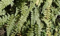 Asplenium fontanum #B04.jpg