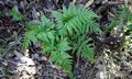 Asplenium onopteris #C01.jpg