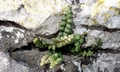 Asplenium petrache #A01.jpg