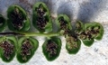 Asplenium petrache #A04.jpg