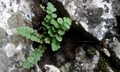 Asplenium petrache #A05.jpg