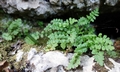 Asplenium petrache #A06.jpg