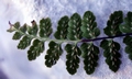 Asplenium petrache #A07.jpg