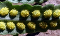 Polypodium cambricum #D01.jpg