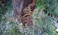 Pteridium aqulinum #D01.jpg