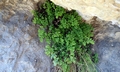 Adiantum capillus-veneris #D02.jpg
